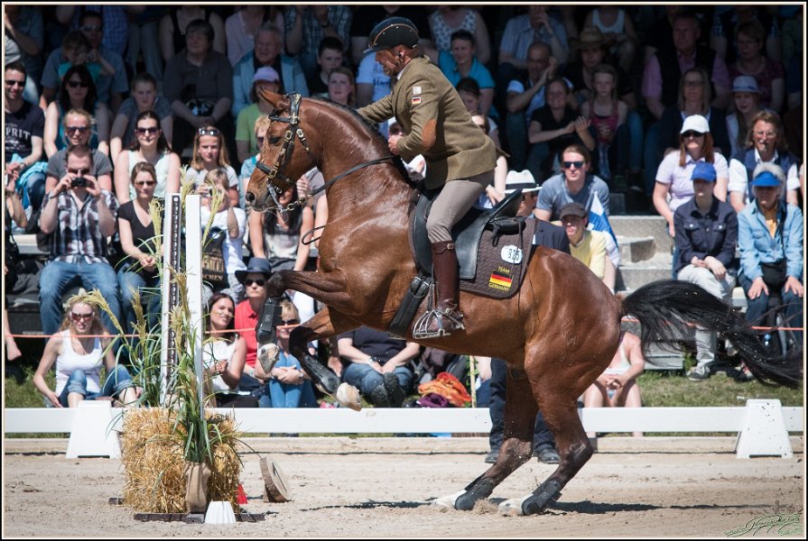 Pferd International 146